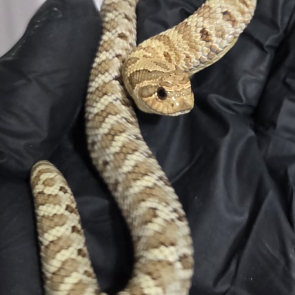 100% Pure Lemon Ghost Western Hognose