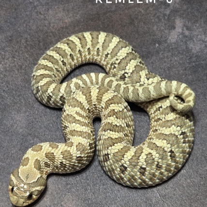 100% Pure Lemon Ghost Western Hognose