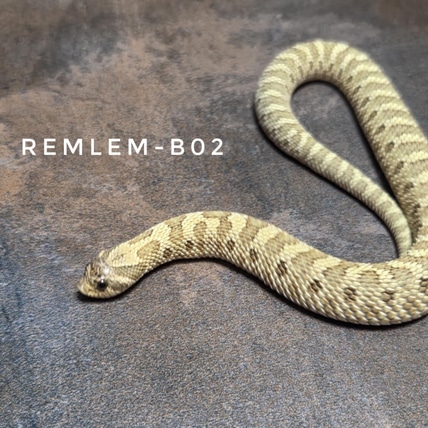 Pure Lemon Ghost Western Hognose
