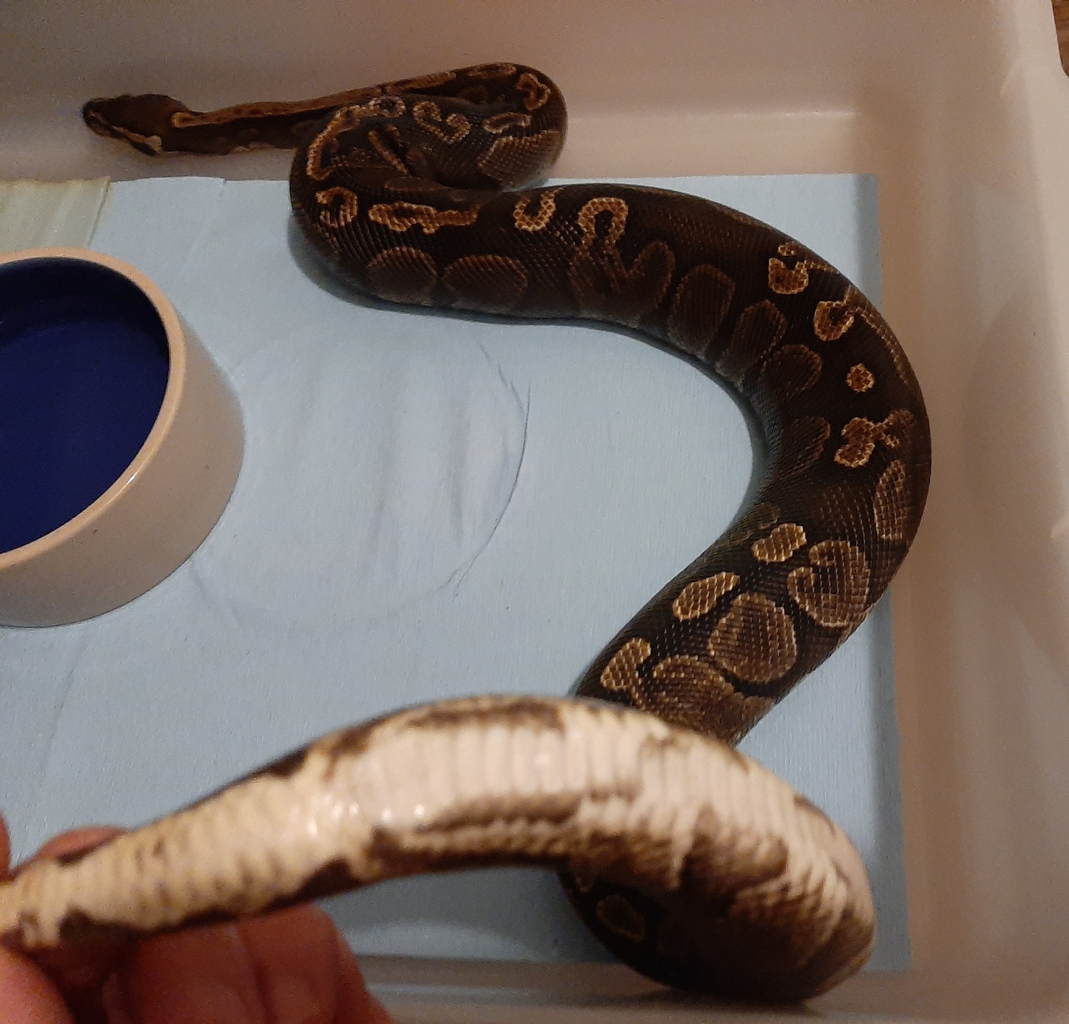 Ghi 66 Het Piebald Ball Python by Cronin Constrictors MorphMarket