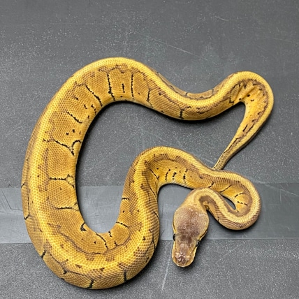 Lemonblast NR Mandarin 100% Het Desert Ghost Ball Python