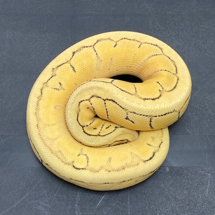 Lemonblast Desert Ghost 100% Dh Hypo Piebald Ball Python
