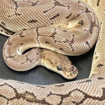 RTB Pinstripe VPI Axanthic Clown Ball Python