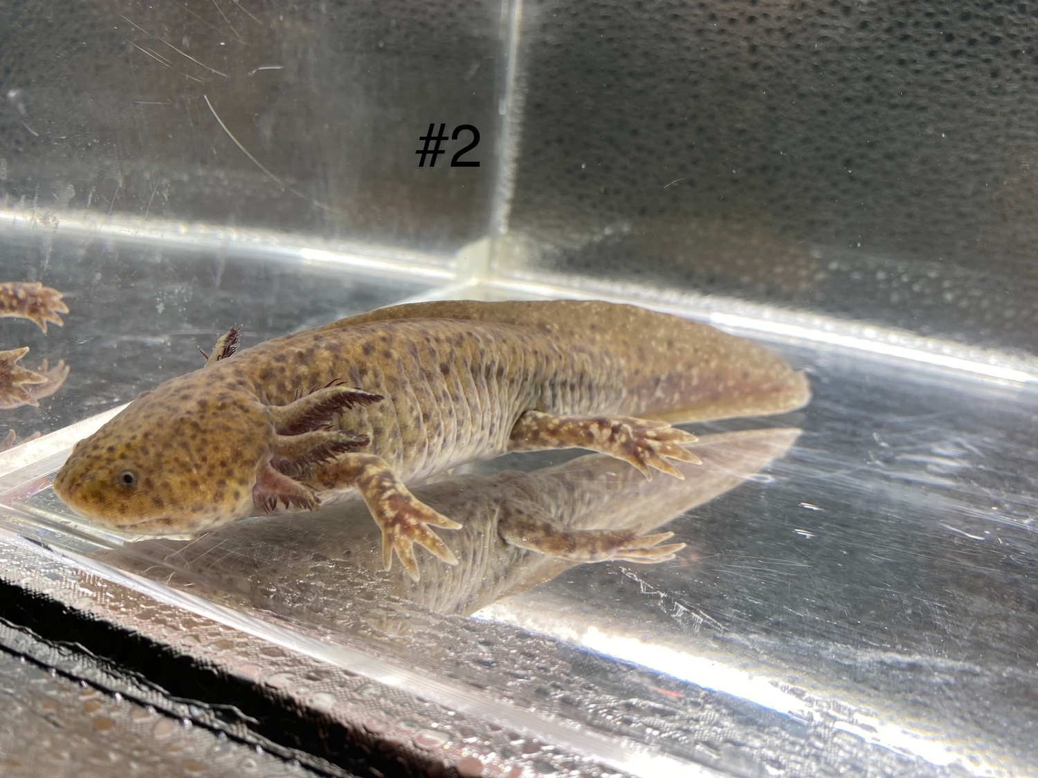 Copper Free Shipping Axolotl by T&A axolotl’s MorphMarket