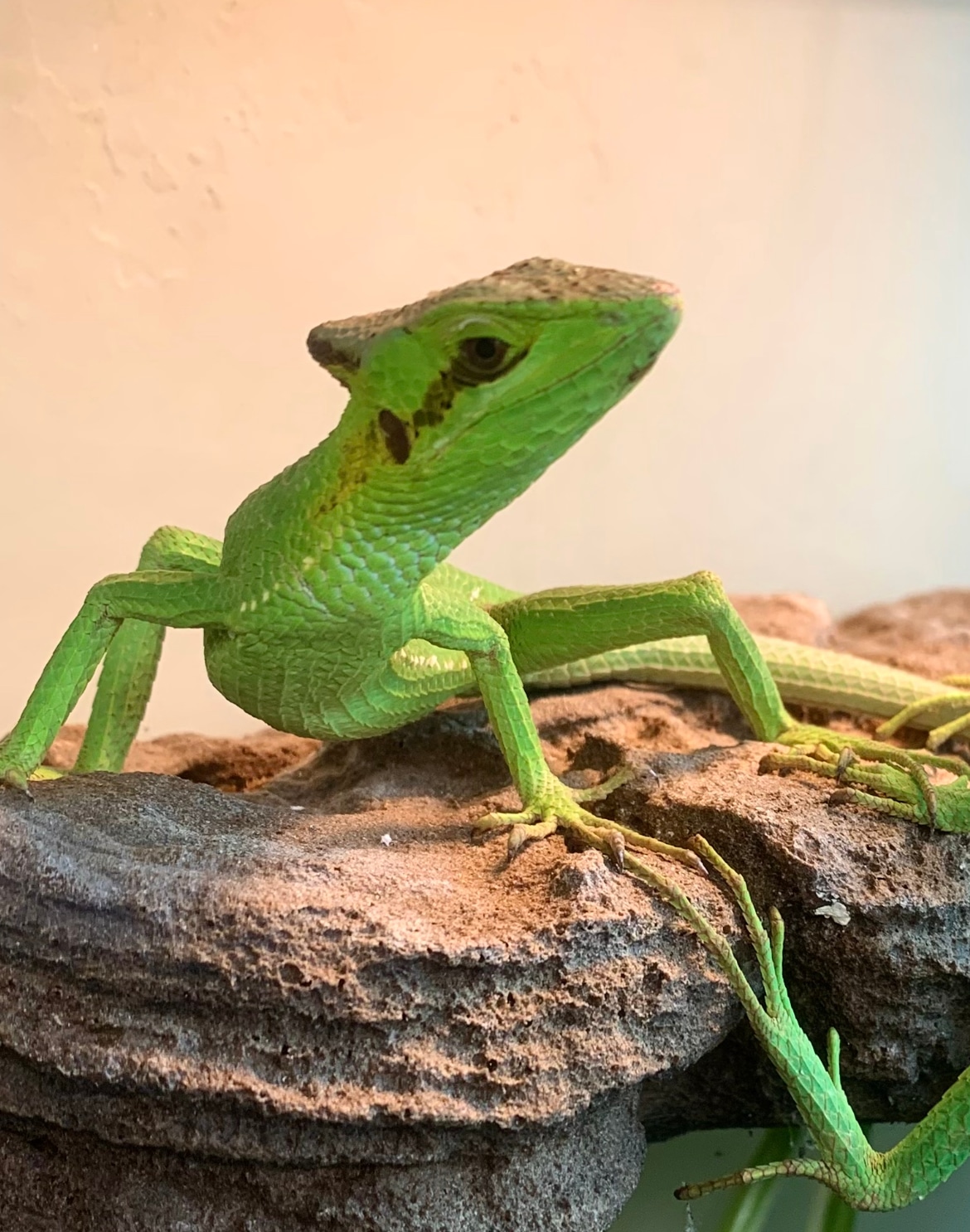 Conehead Lizard—Laemanctus Waltersi Other Lizard by Table Rock Reptiles