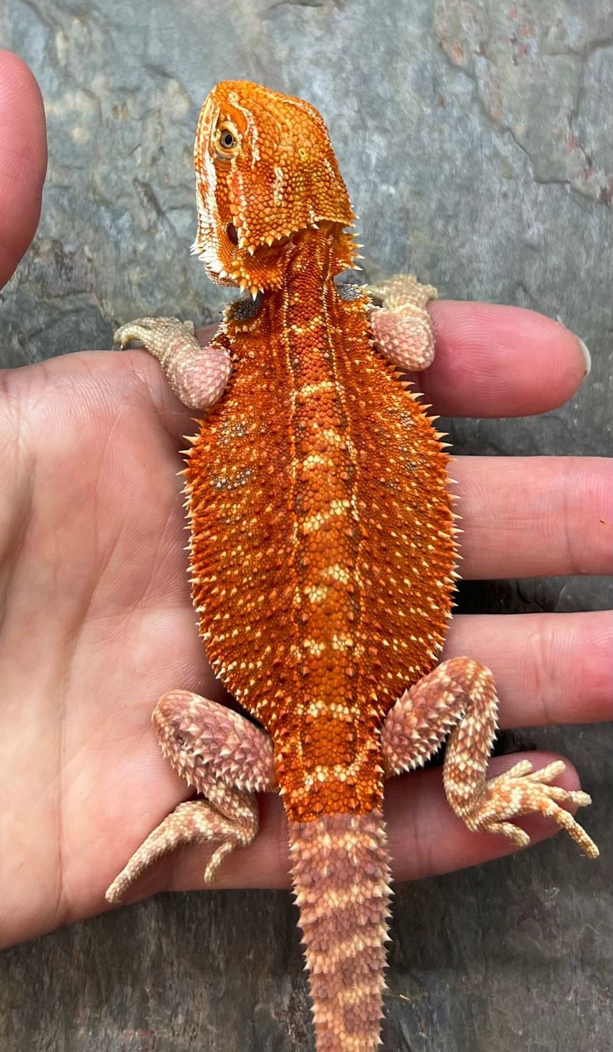 Holdback Release! Male Hypo Stripe Central Bearded Dragon by