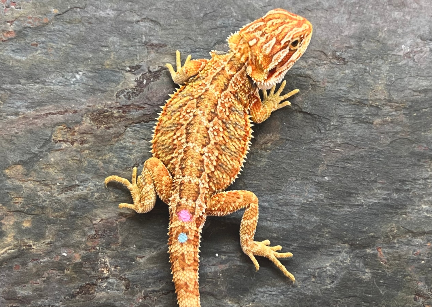 Super Sale! 200 SHIPPED! Central Bearded Dragon by Table Rock Reptiles