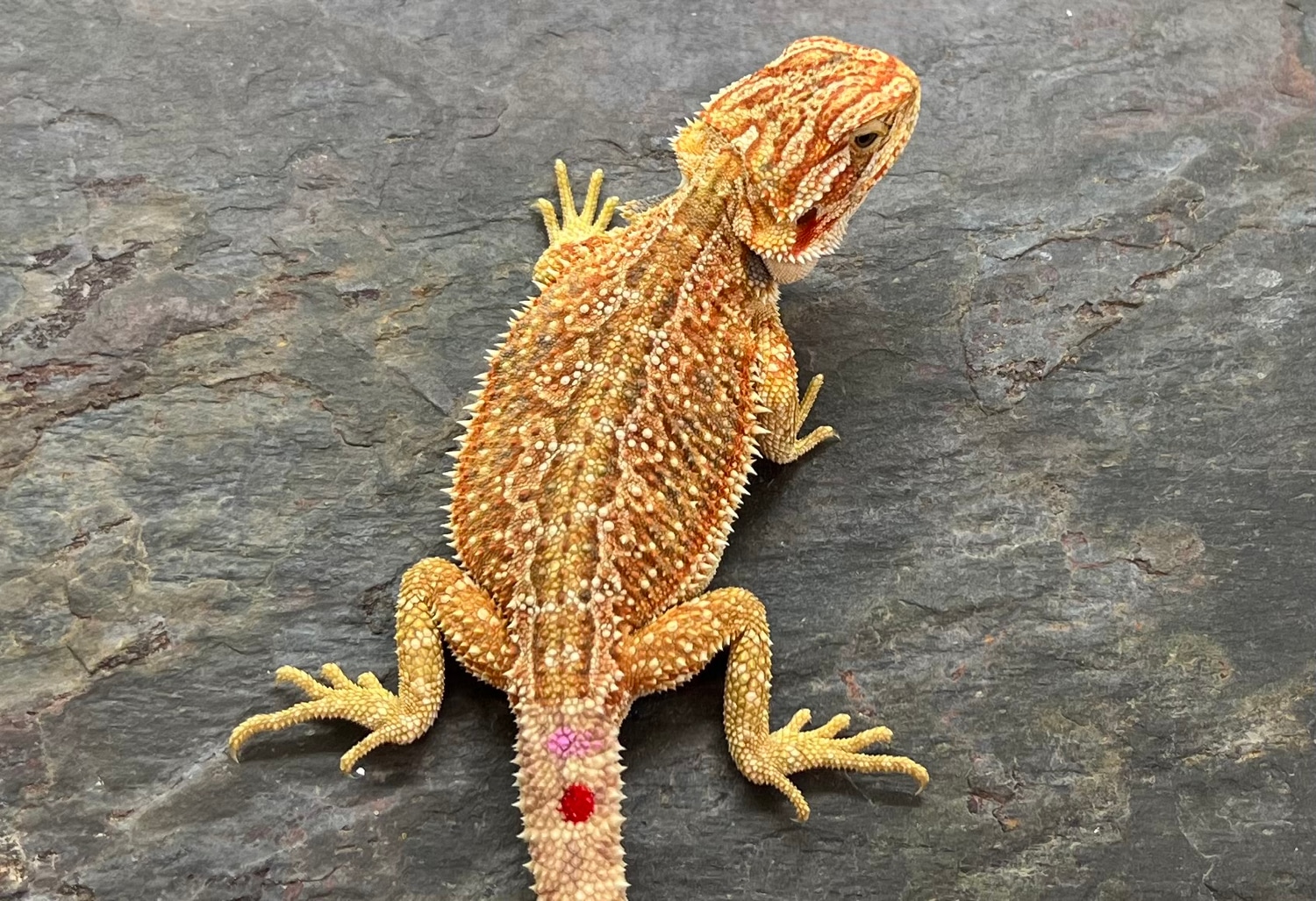 Super Sale! 200 SHIPPED! Central Bearded Dragon by Table Rock Reptiles