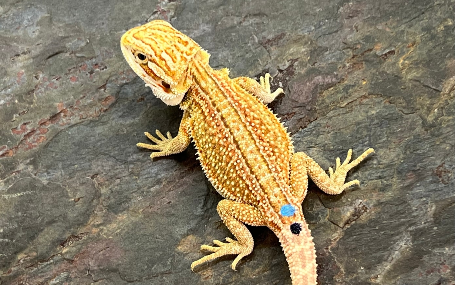 Super Sale! 200 SHIPPED! Central Bearded Dragon by Table Rock Reptiles
