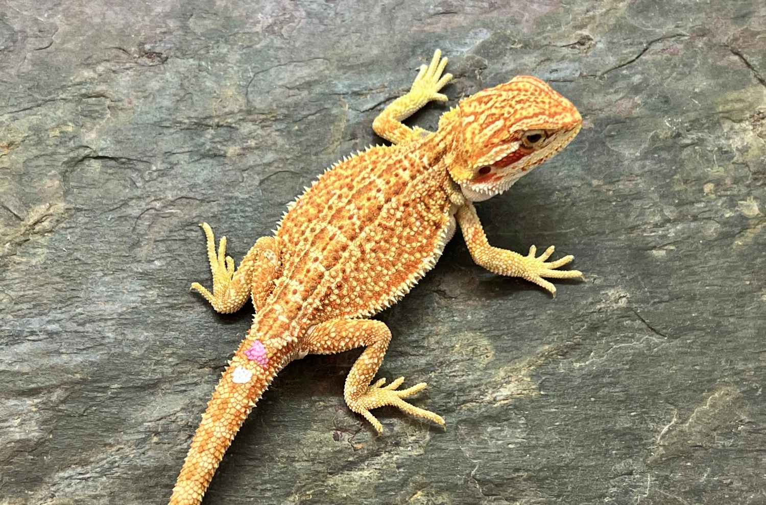 Super Sale! 200 SHIPPED! Central Bearded Dragon by Table Rock Reptiles