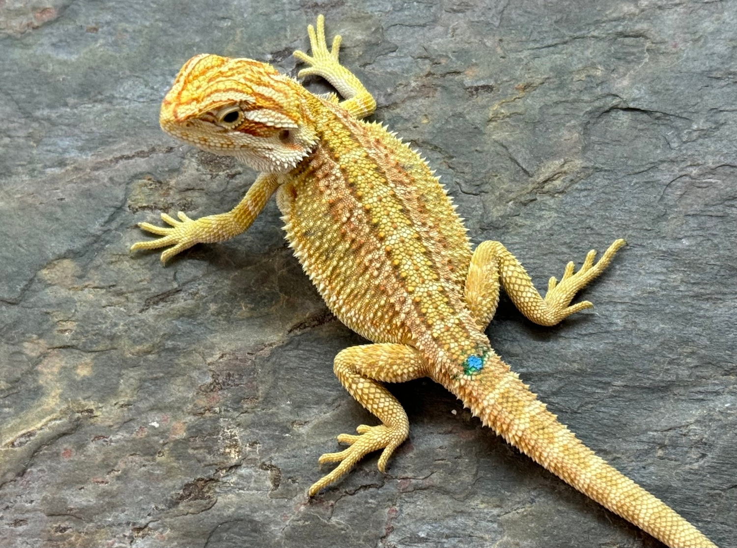Super Sale! 200 SHIPPED! Central Bearded Dragon by Table Rock Reptiles