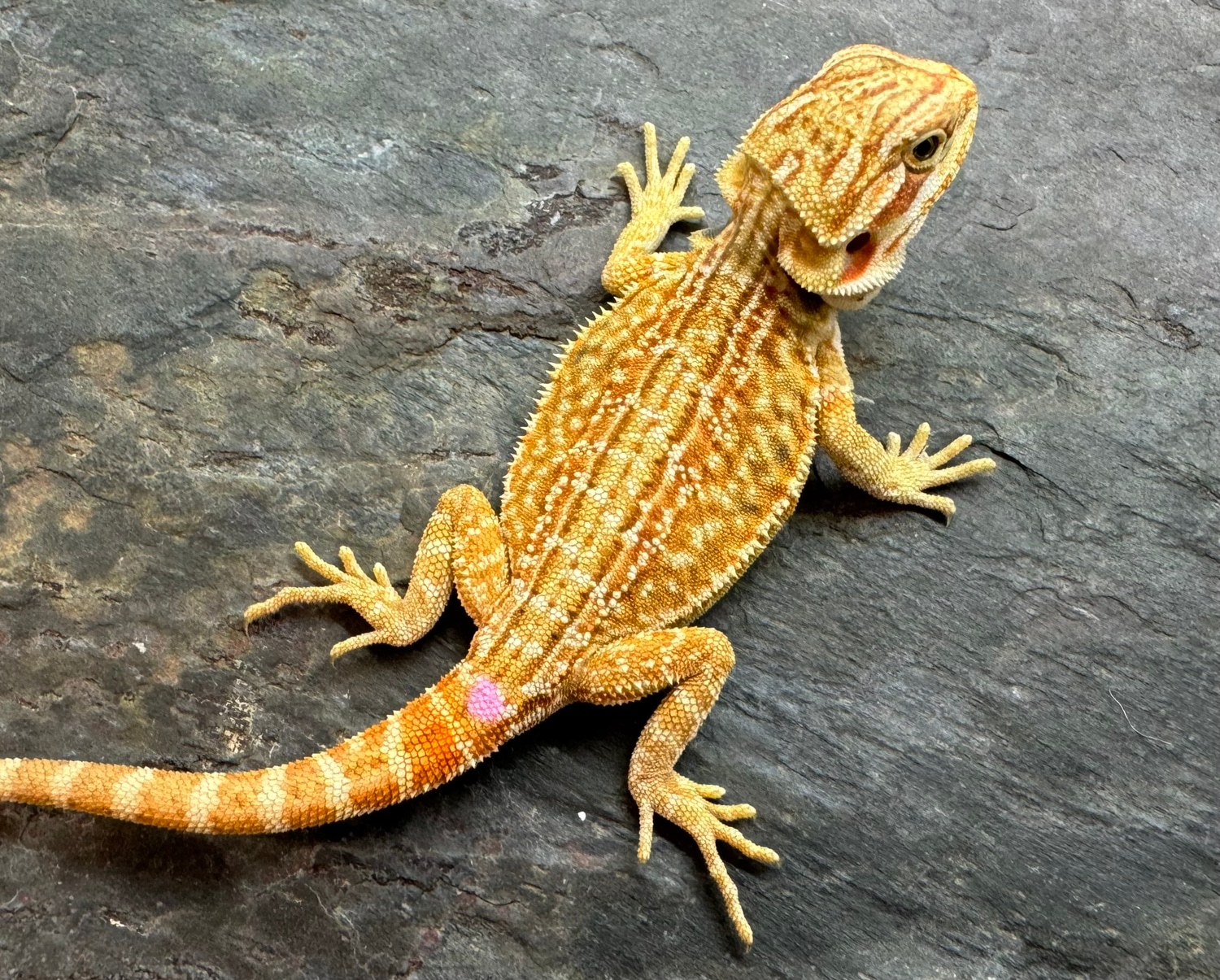 Super Sale! 200 SHIPPED! Central Bearded Dragon by Table Rock Reptiles