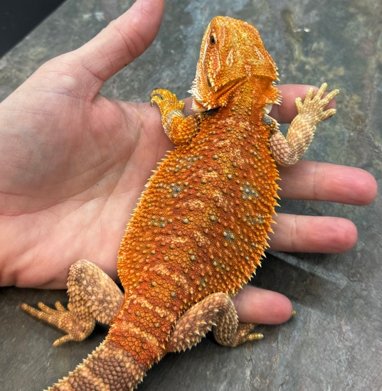 Holdback Release! Central Bearded Dragon by Table Rock Reptiles