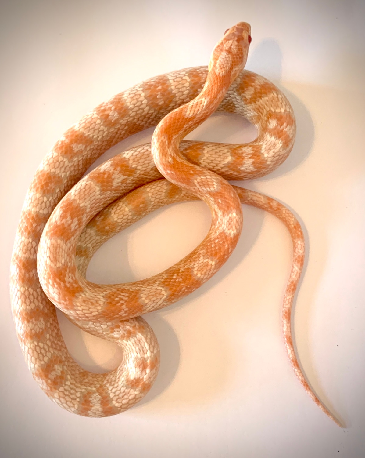 Red Factor Strawberry Snow Corn Snake by Taboo Betty Reptiles MorphMarket