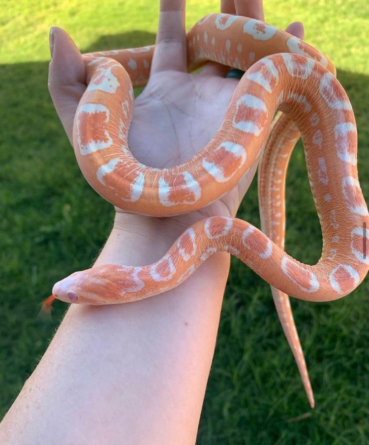 *Sale** Scaleless Extreme Reverse Okeetee Corn Snake by Taboo Betty