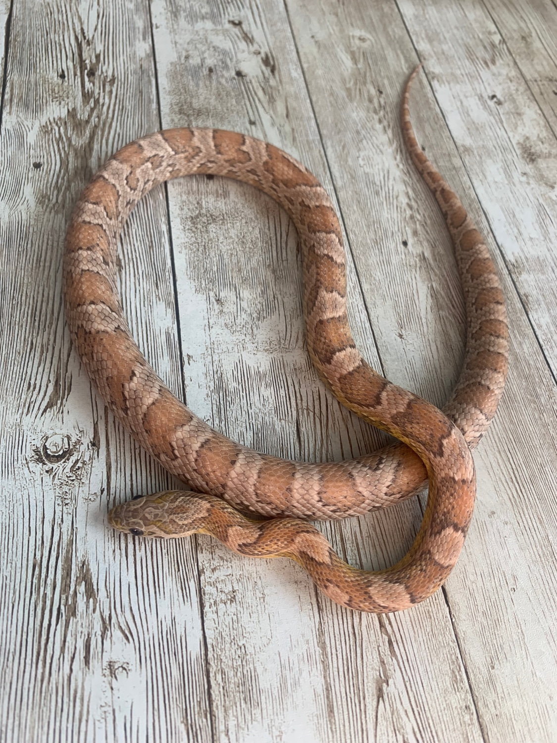 Sunkissed Ghost Corn Snake by Taboo Betty Reptiles MorphMarket