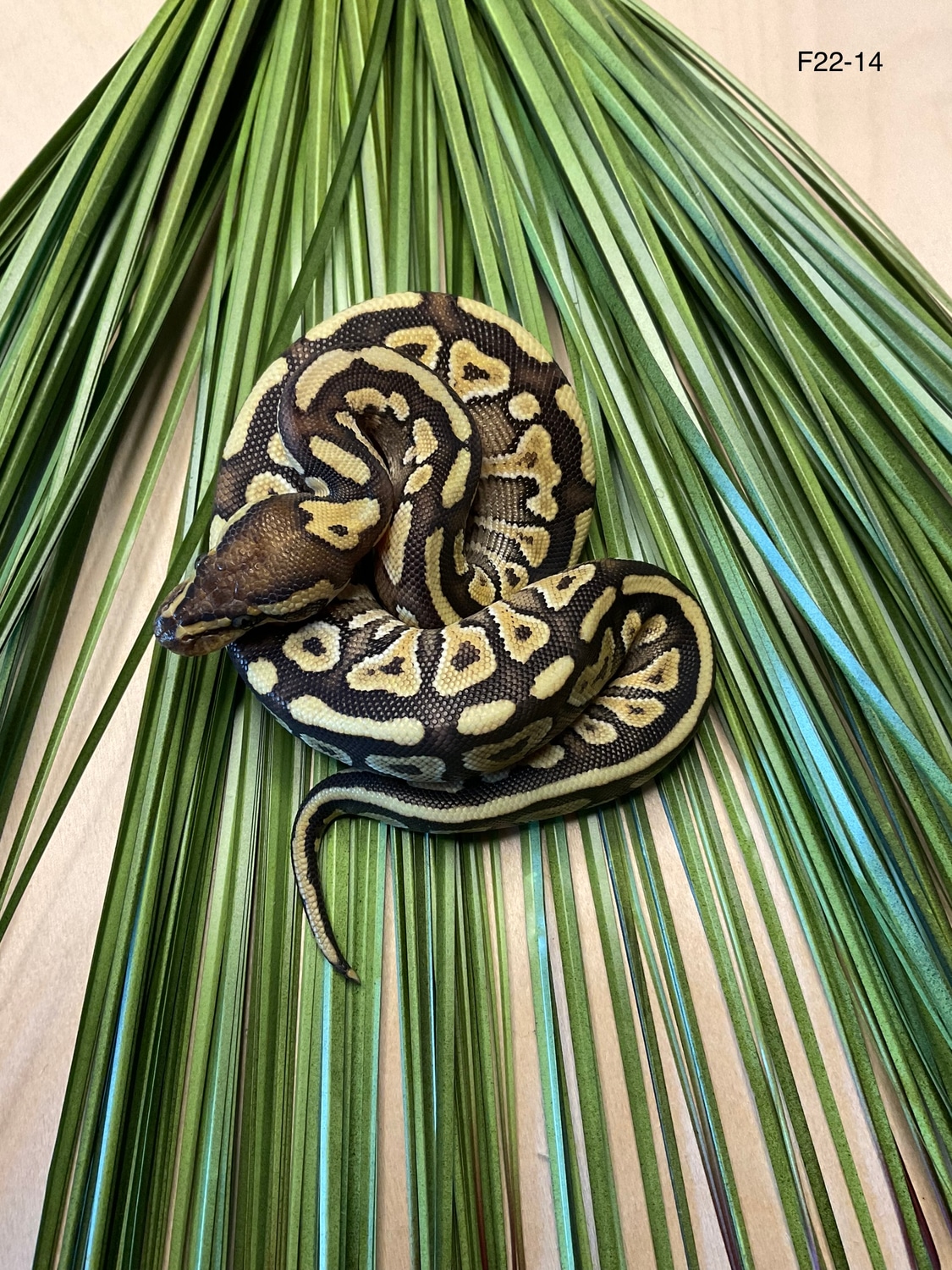 Spotnose Mystic Het Clown Ball Python by TAB Pythons - MorphMarket