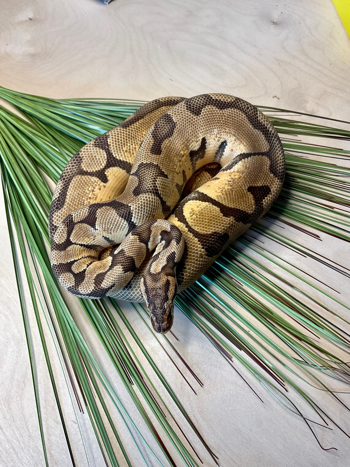 Pastel Enchi Ball Python by TAB Pythons MorphMarket
