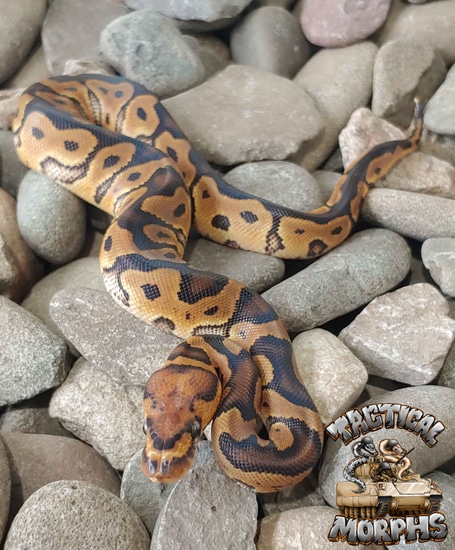 Clown Ball Python by Tactical Morphs