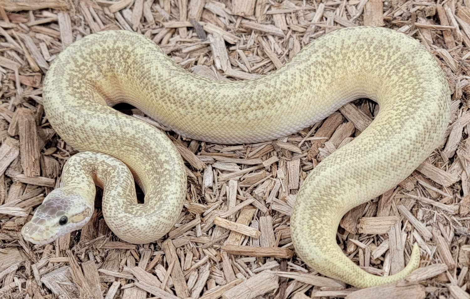 Pastel Monsoon Pos Het Lav Ball Python by Tactical Morphs - MorphMarket