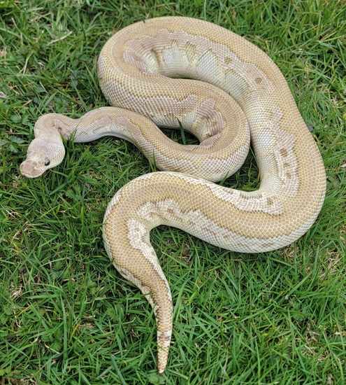 GHI Mojo Pastel Cinny Clown ADULT Ball Python by Tactical Morphs
