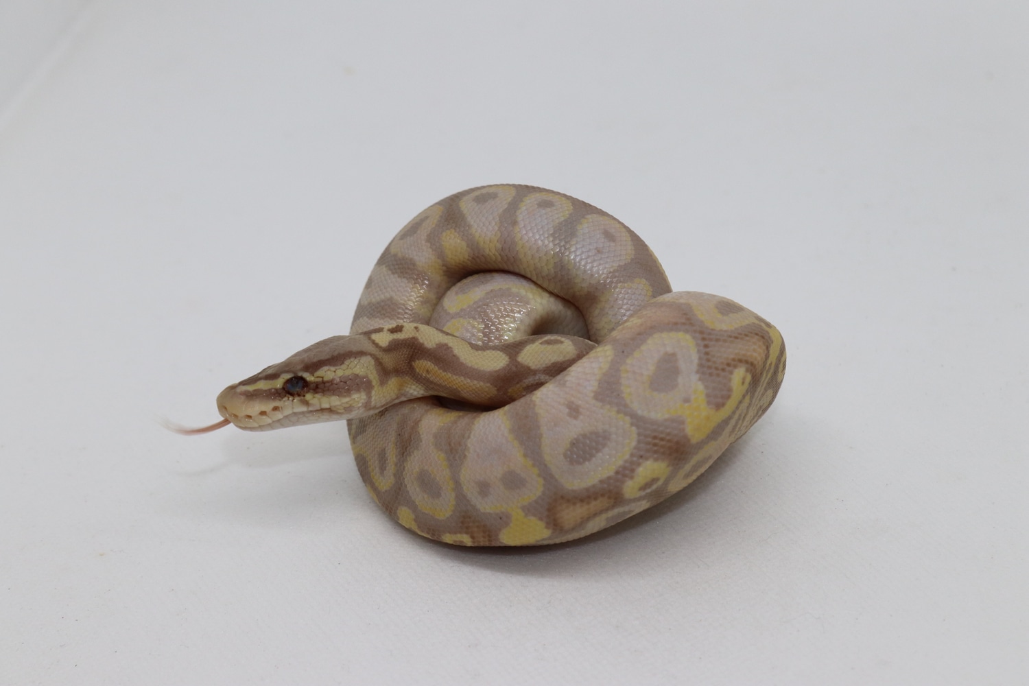 Pet Only Banana Pastel Ball Python by Tag's Pythons MorphMarket