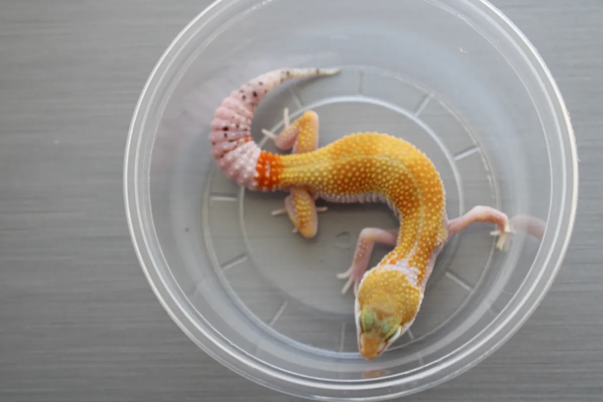 Creamsicle X Tangelo Leopard Gecko by B&M Gecko MorphMarket