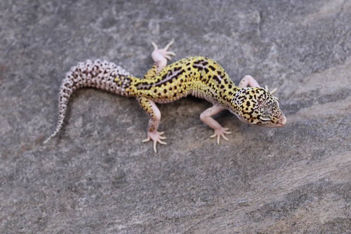 Reverse Stripe Mack Snow Eclipse Leopard Gecko by B&M Gecko MorphMarket