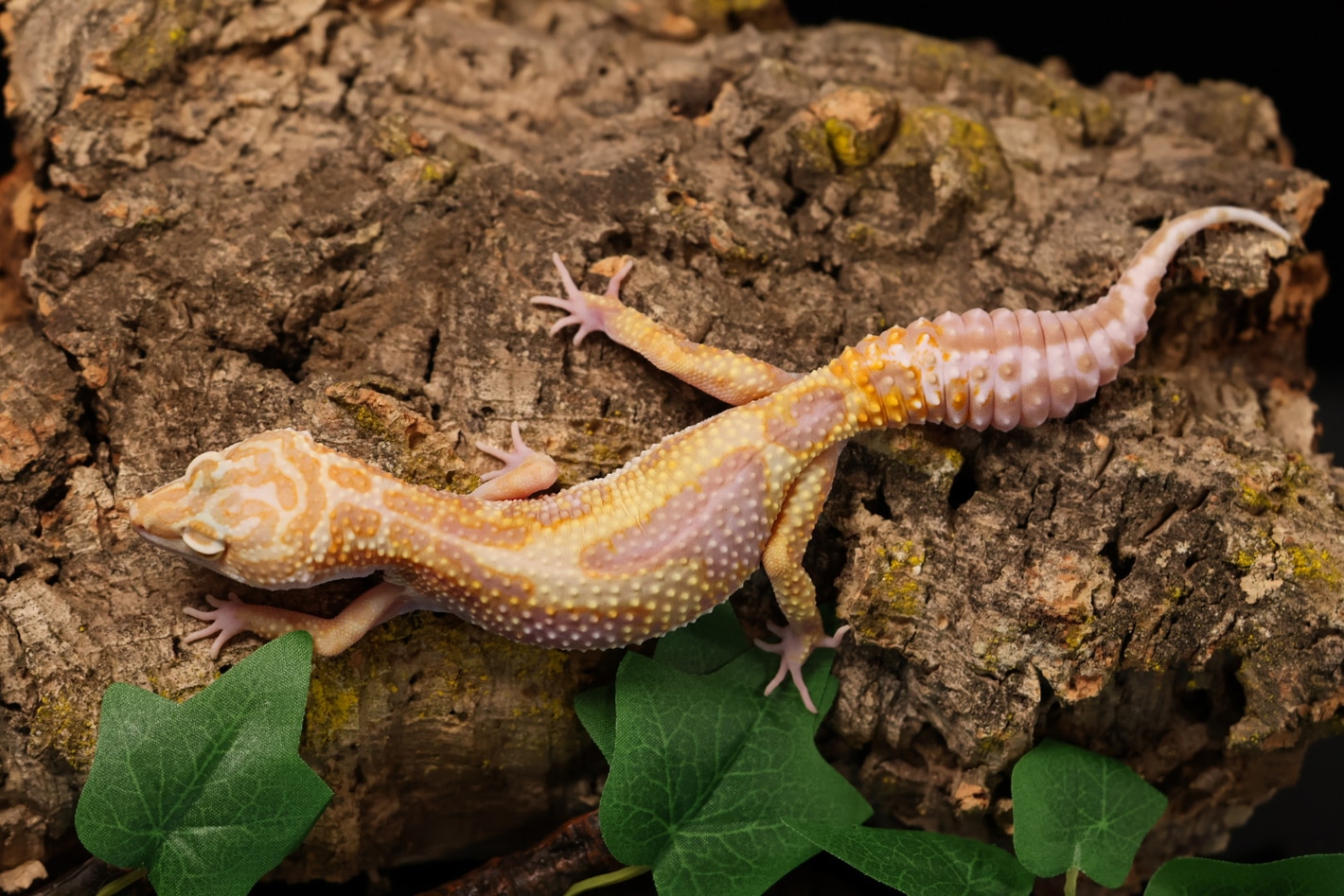 Montanus Cross Tremper Albino Het Eclipse Leopard Geckos by