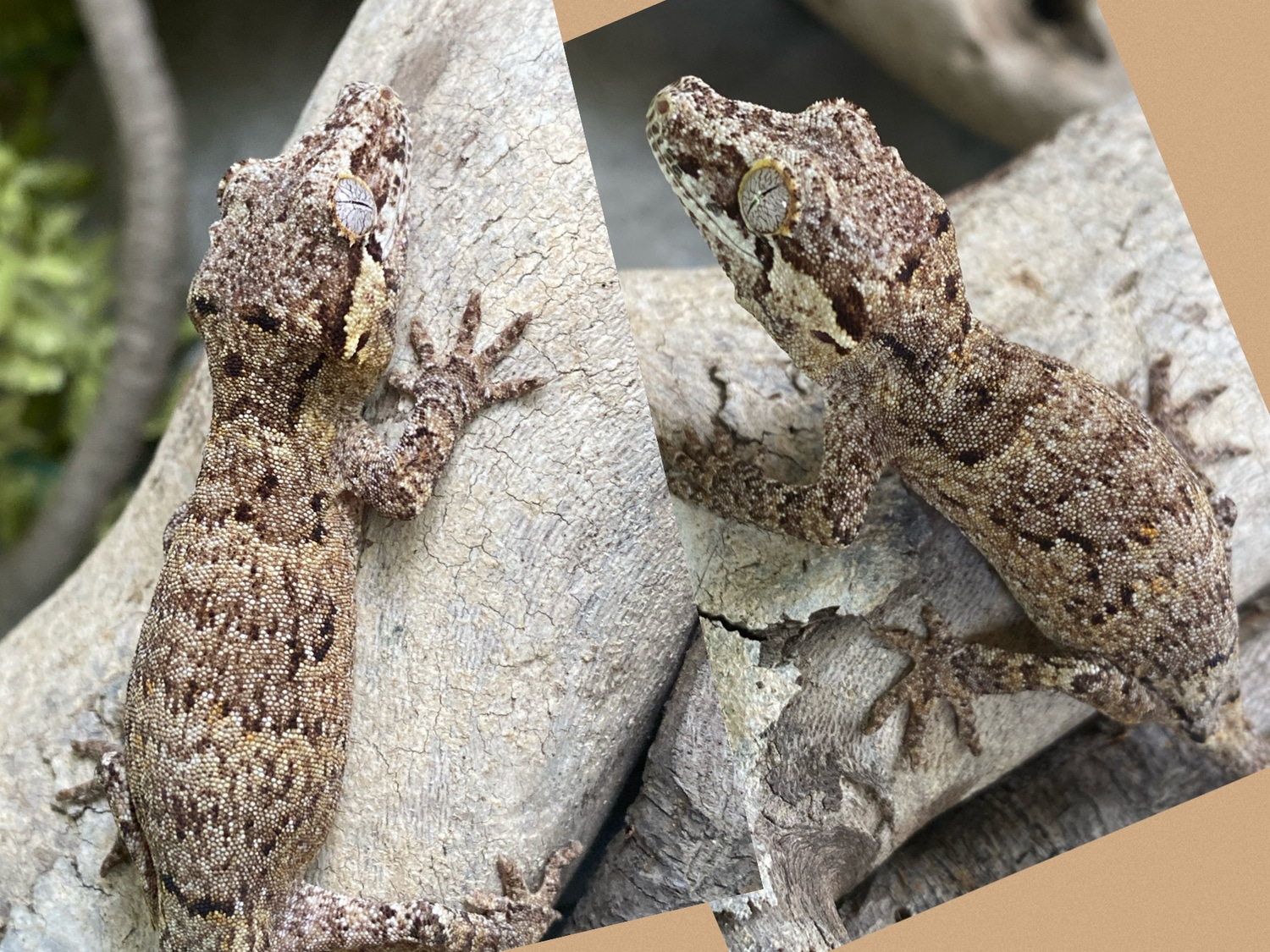 Retic Beauty Gargoyle Gecko by Tailspinz Geckos MorphMarket