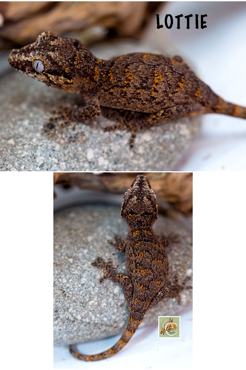 Mosaic Blotch (Lottie) Gargoyle Gecko by Tailspinz Geckos MorphMarket