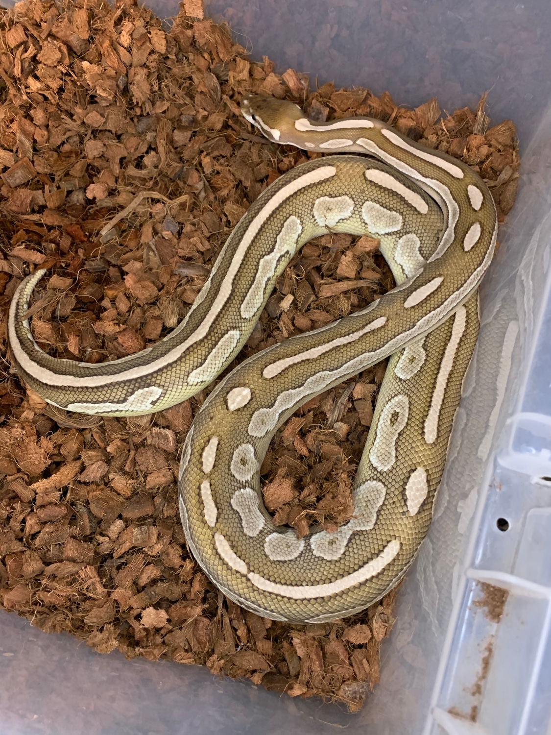 Lesser Cinnamon Ball Python by Southern California Art of Reptiles ...