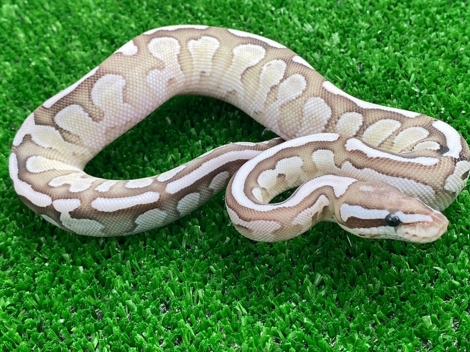 VPI Fire Lesser True Ghost Ball Python by Taking Up Serpents - MorphMarket