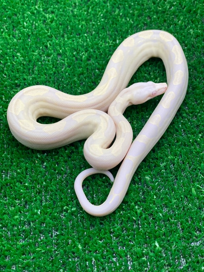 Snootley Snotley Boa Constrictor by Taking Up Serpents