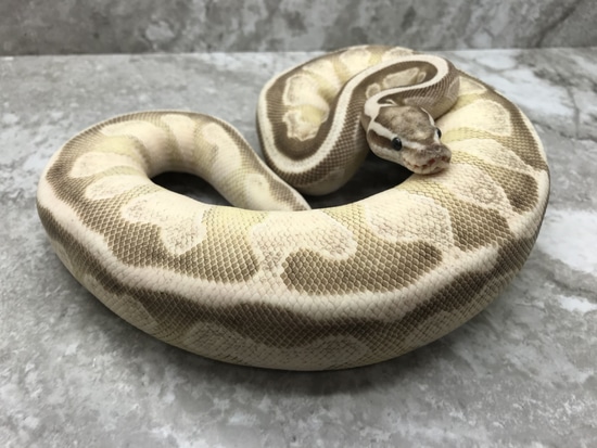 Enchi Vanilla Lesser Axanthic Ball Python by TallGrass Reptiles