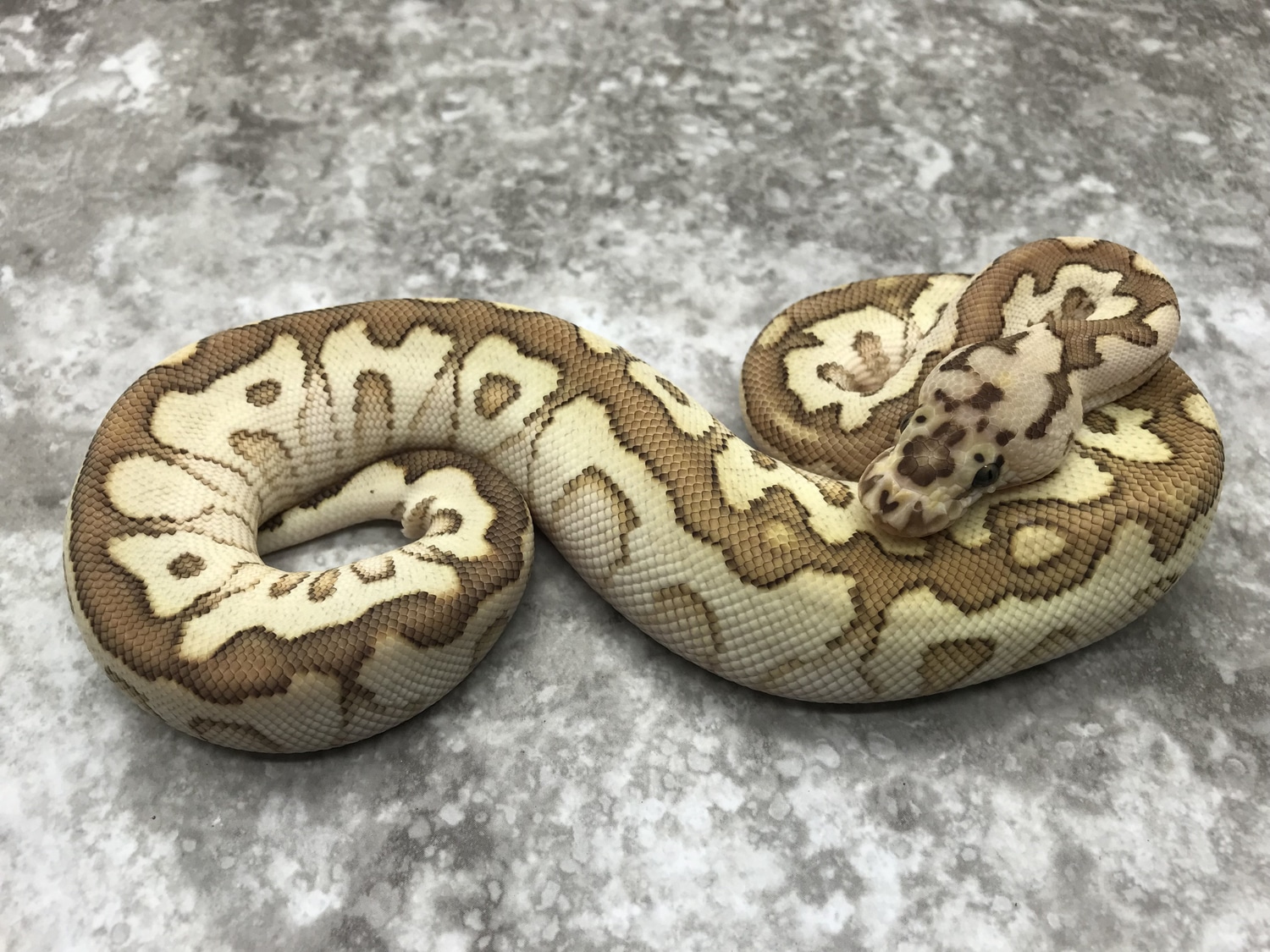 Spotnose Lesser Clown Ball Python by TallGrass Reptiles - MorphMarket
