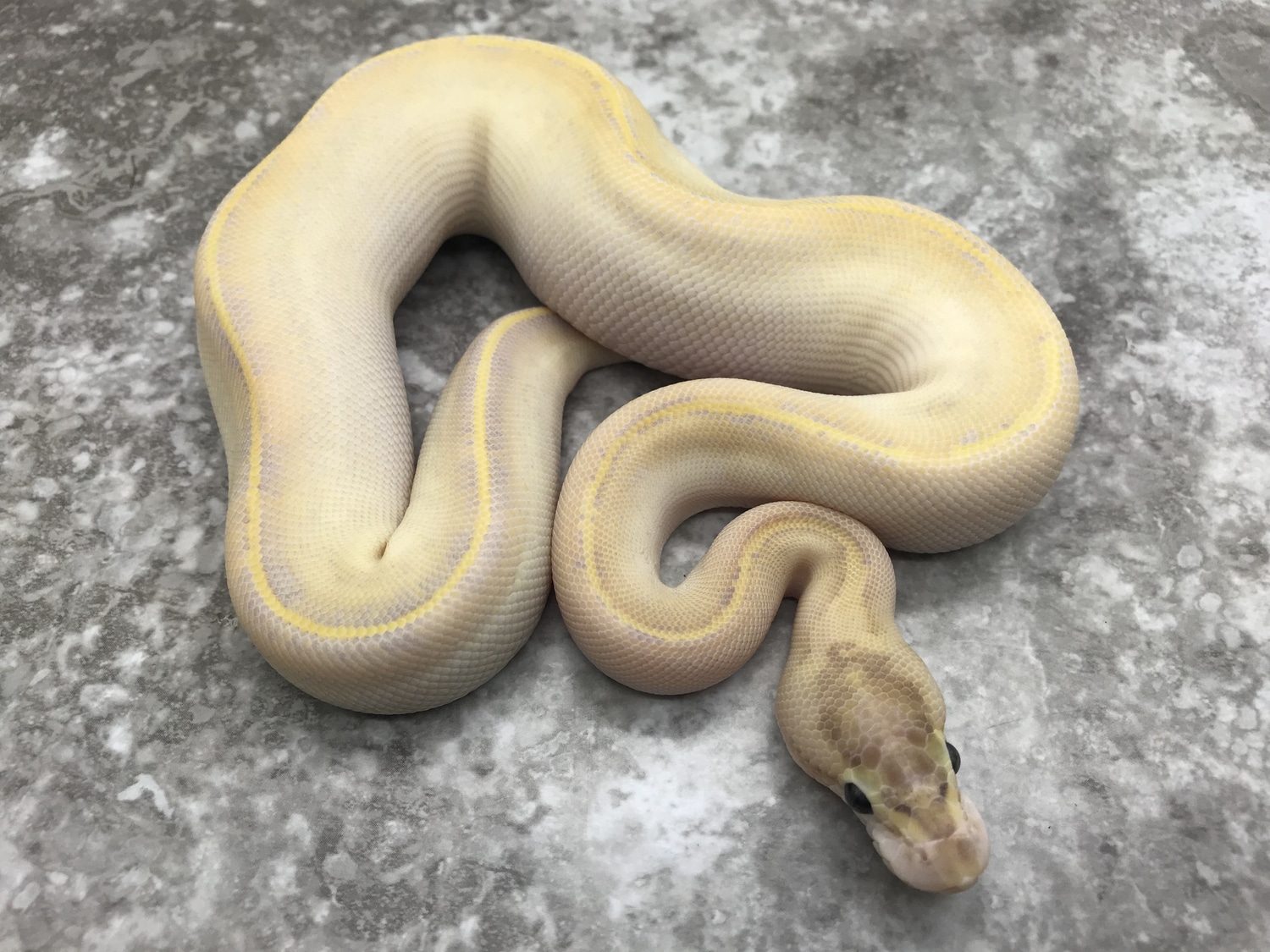 Ivory Prob OD Het Pied Ball Python by TallGrass Reptiles MorphMarket