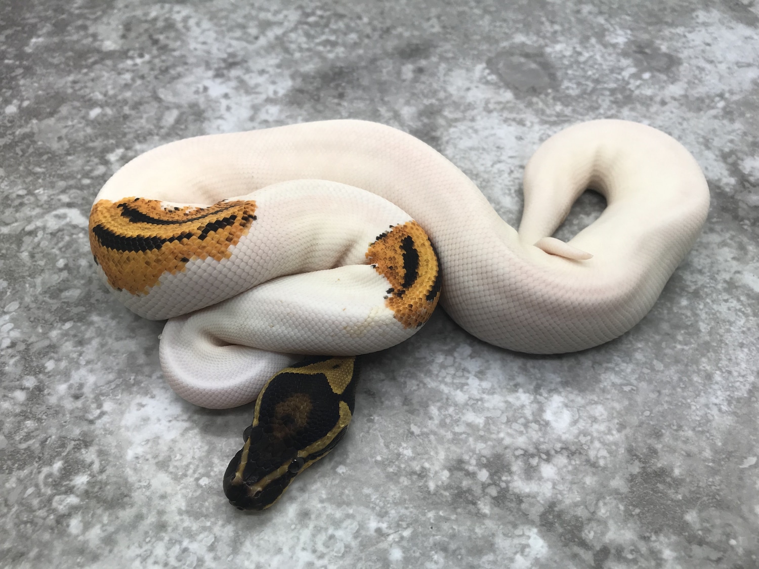 Genex Ball Python Orange Dream Yellow Belly GeneX Pied Ball Python by TallGrass Reptiles ...