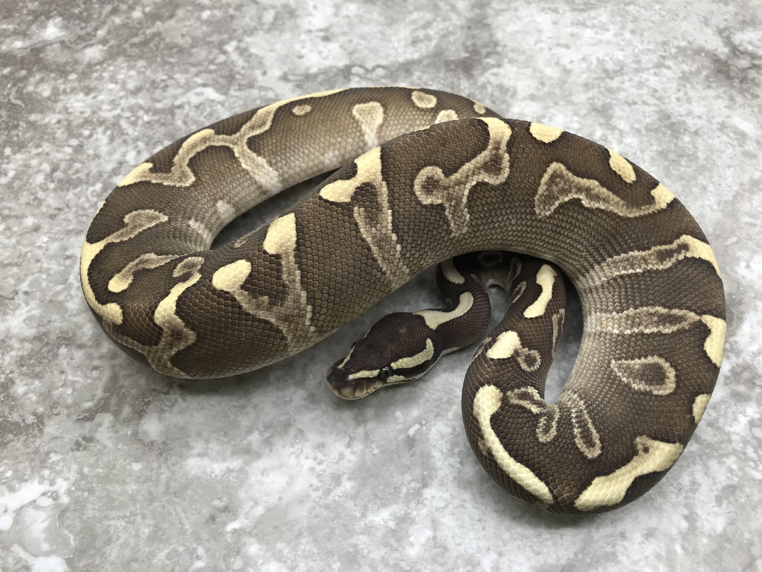 GHI Lesser Leopard Ball Python by TallGrass Reptiles - MorphMarket