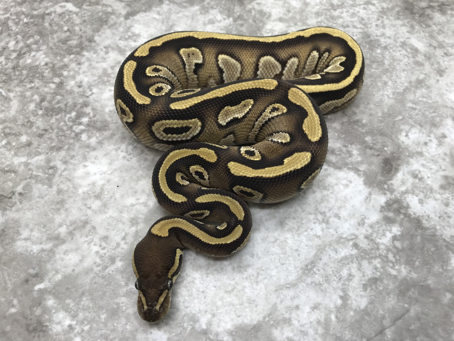 Mojave Asphalt Het Ultramel Het Pied Ball Python by TallGrass Reptiles