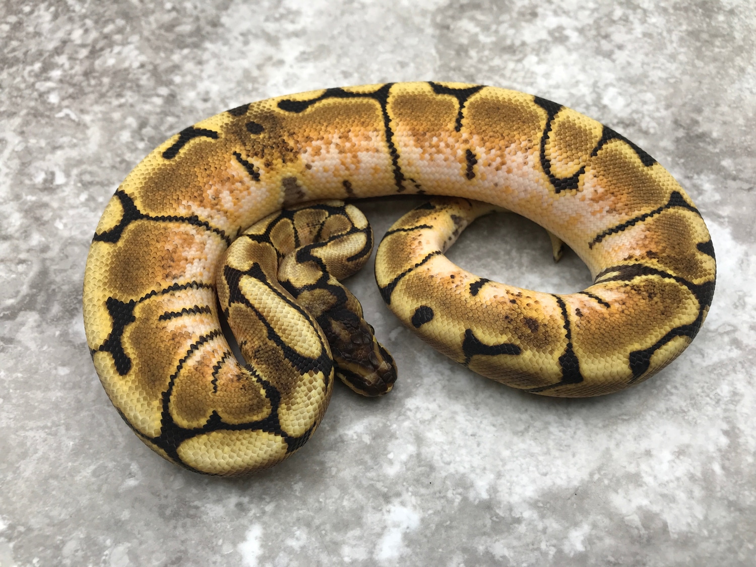 Asphalt Spider Het Desert Ghost Ball Python by TallGrass Reptiles ...