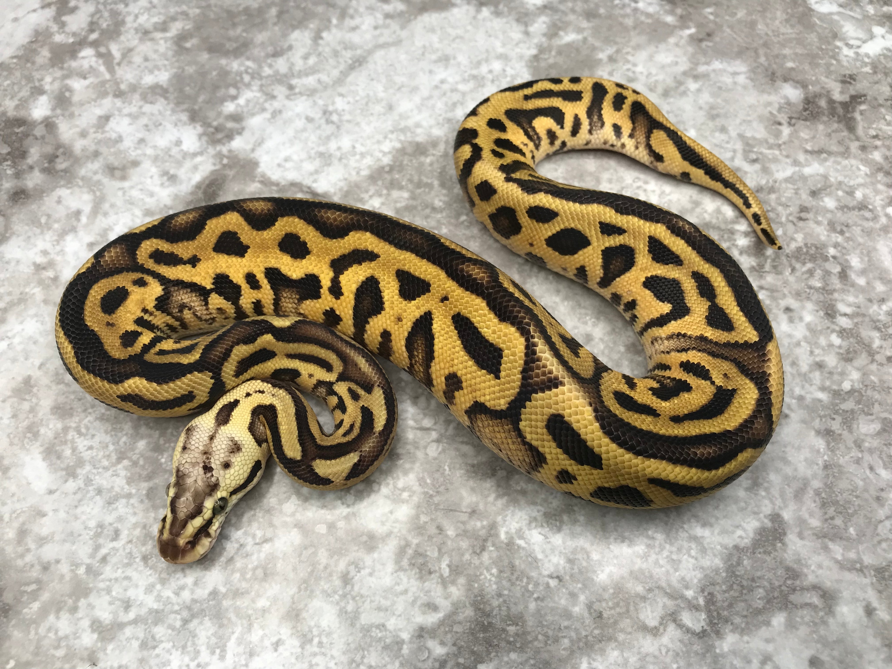 Pastel Leopard Enchi Vanilla Het Clown Ball Pythons by