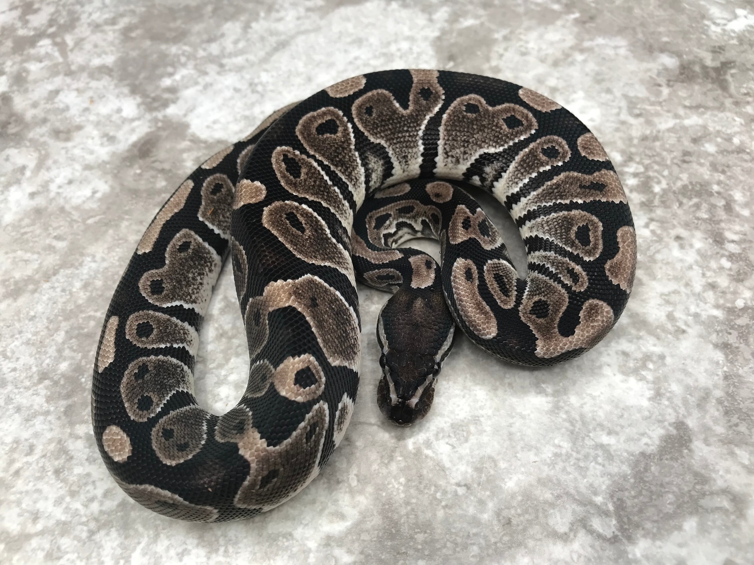 Black Axanthic Ball Python by TallGrass Reptiles MorphMarket
