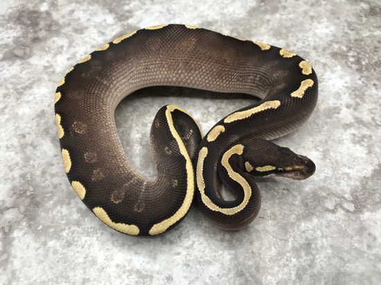 GHI Mojave Black Head? Het Desert Ghost Ball Python by TallGrass Reptiles