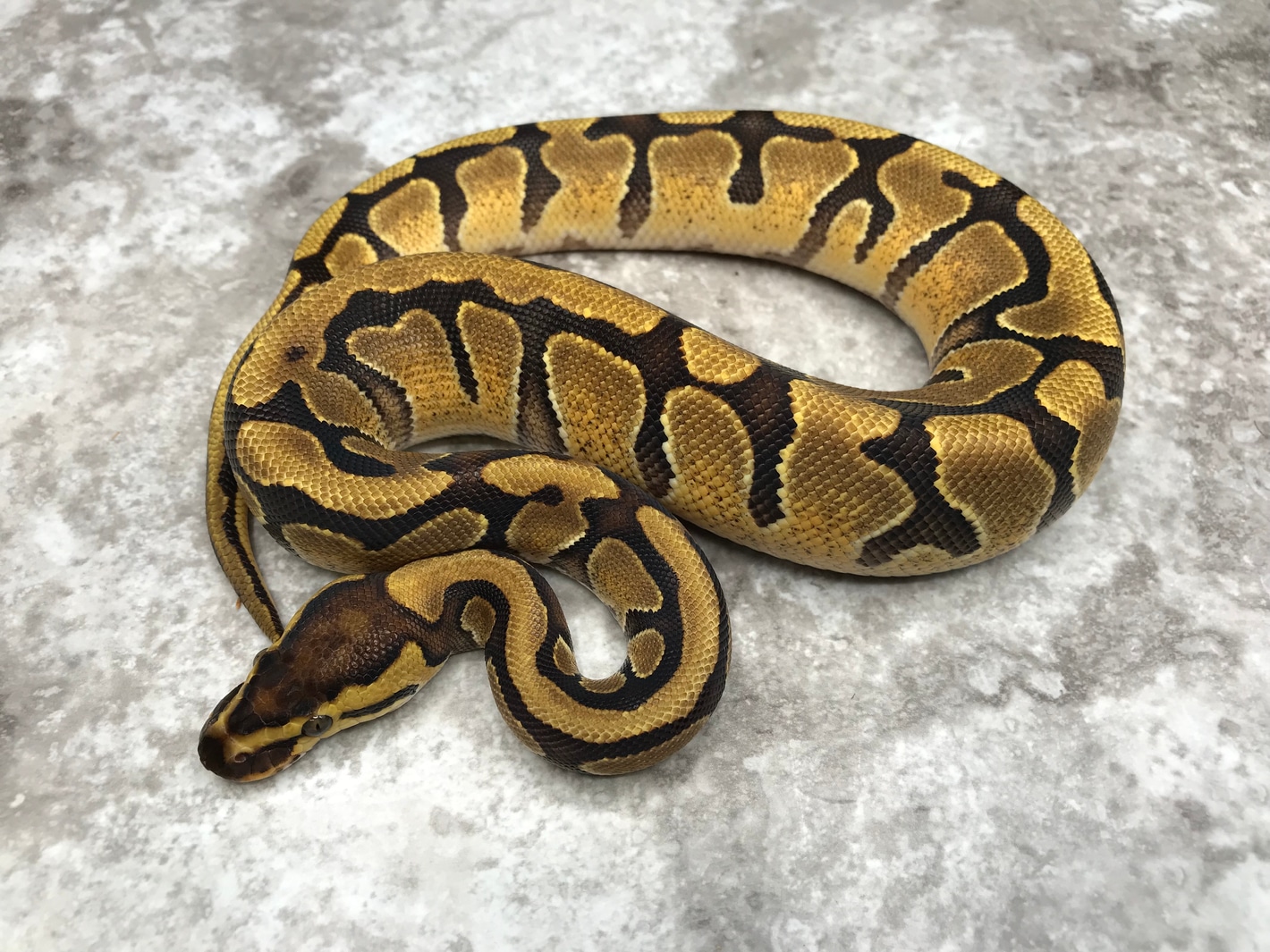 Super Enchi Asphalt Het Clown Ball Pythons by TallGrass