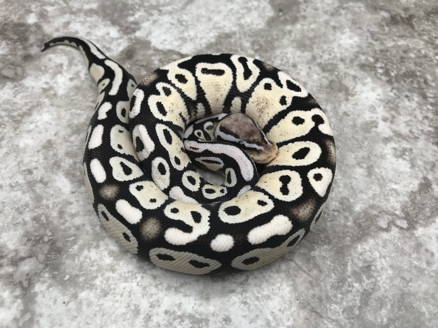 Pastel Desert Ghost TSK Axanthic Ball Python by TallGrass Reptiles ...