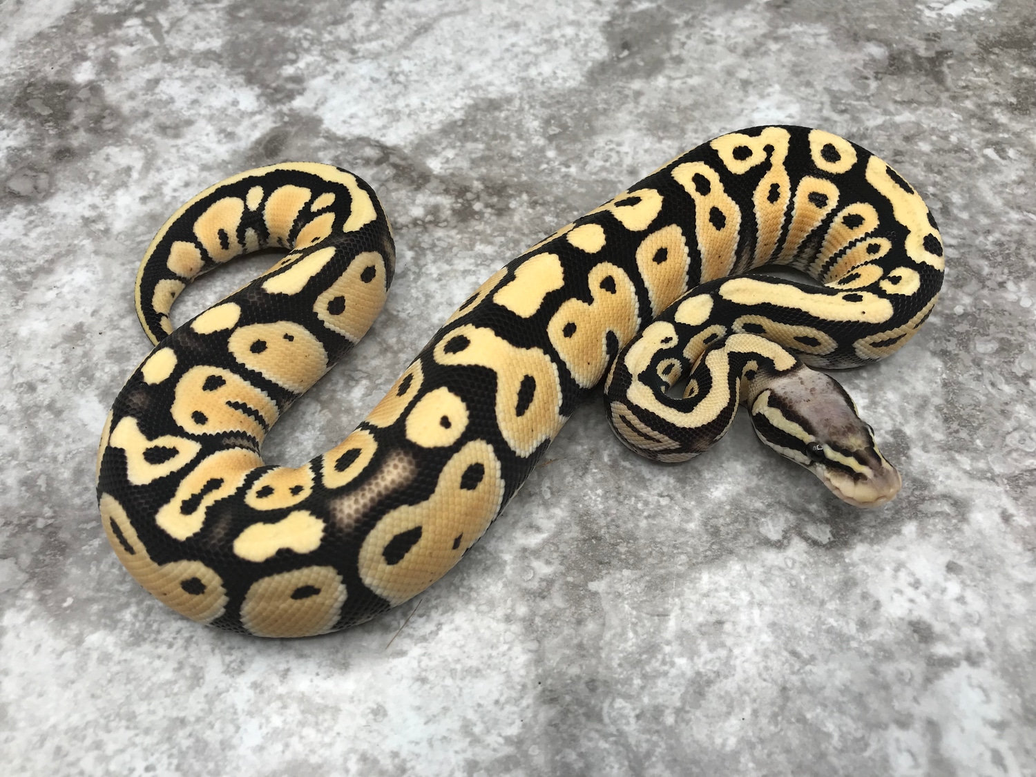 Pastel Desert Ghost Het TSK Axanthic Ball Python by TallGrass Reptiles ...