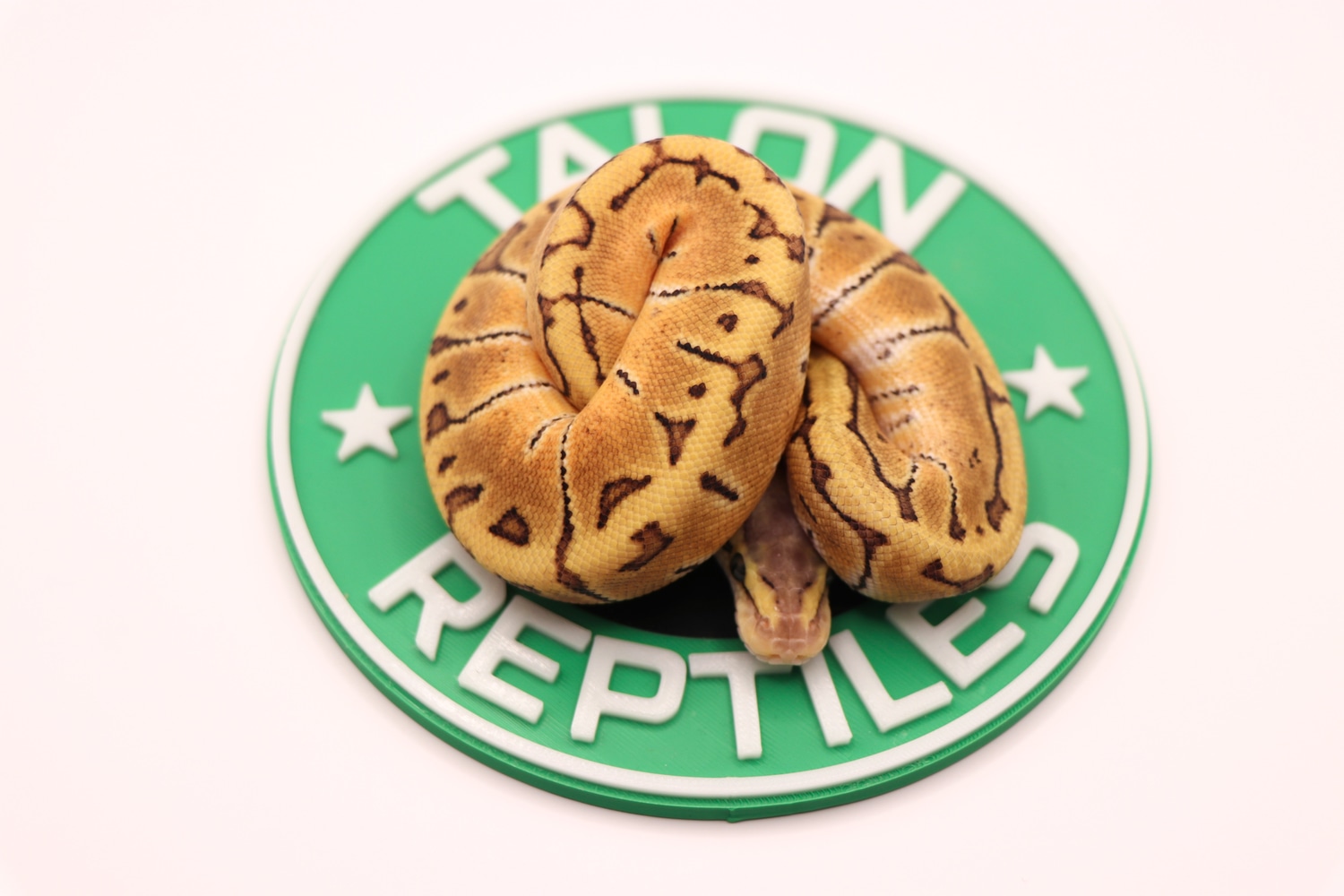 Killer Blast Ball Python by Talon Reptiles - MorphMarket
