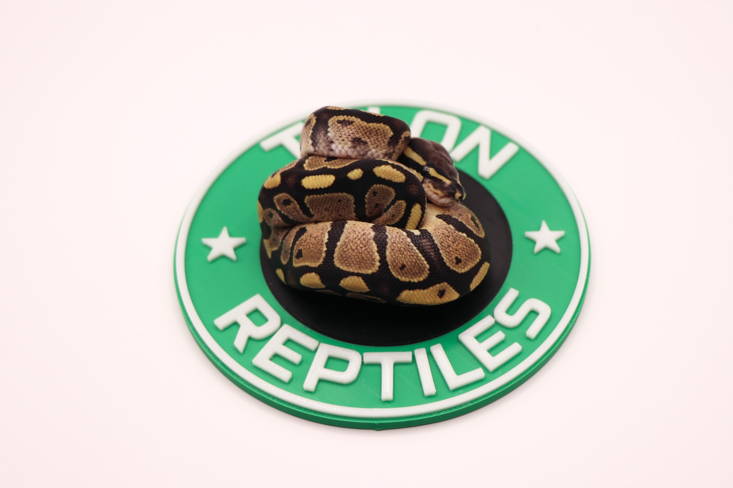 Normal Het Axanthic (VPI) Ball Python by Talon Reptiles - MorphMarket