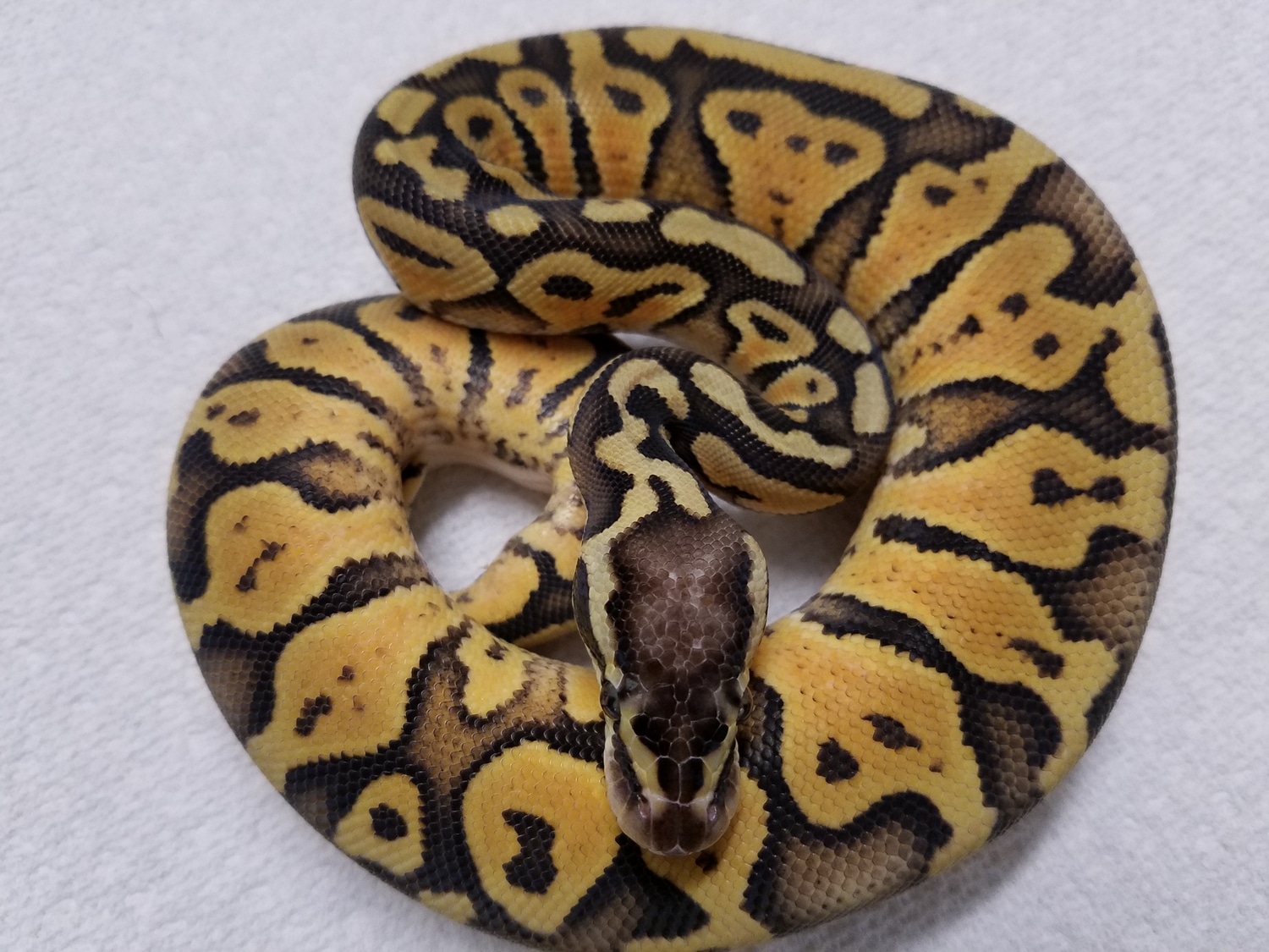 Super Pastel 100 Het Orange Ghost Ball Python by AlottaSenseReptiles